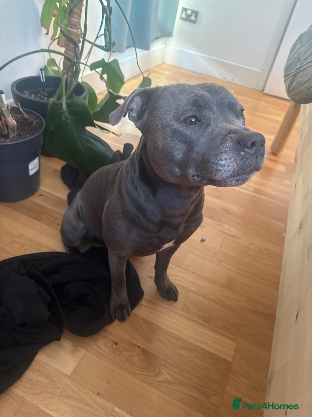 Staffordshire Bull Terrier dogs for stud: Athletic loving temperament blue staff stud in London - Advert 2