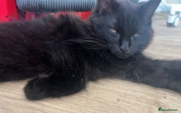 Maine Coon cats for sale: Black smoked boy  - Image 5