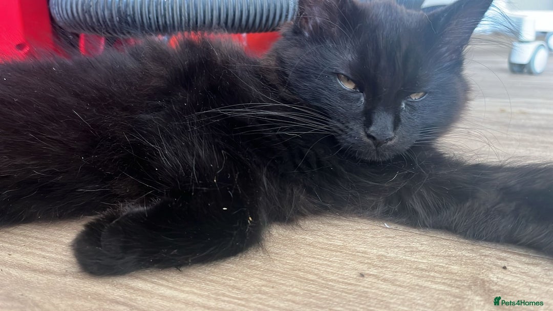 Maine Coon cats for sale: Black smoked boy  - Image 5