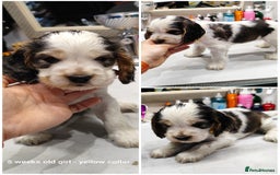 Cocker Spaniel dogs for sale: KC English Show Type Cocker Spaniel Puppies  - Image 22