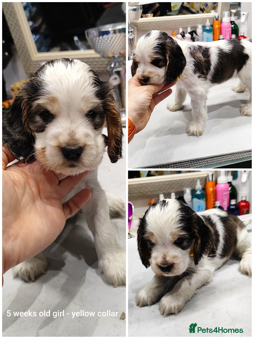 Cocker Spaniel dogs for sale: KC English Show Type Cocker Spaniel Puppies  - Image 22