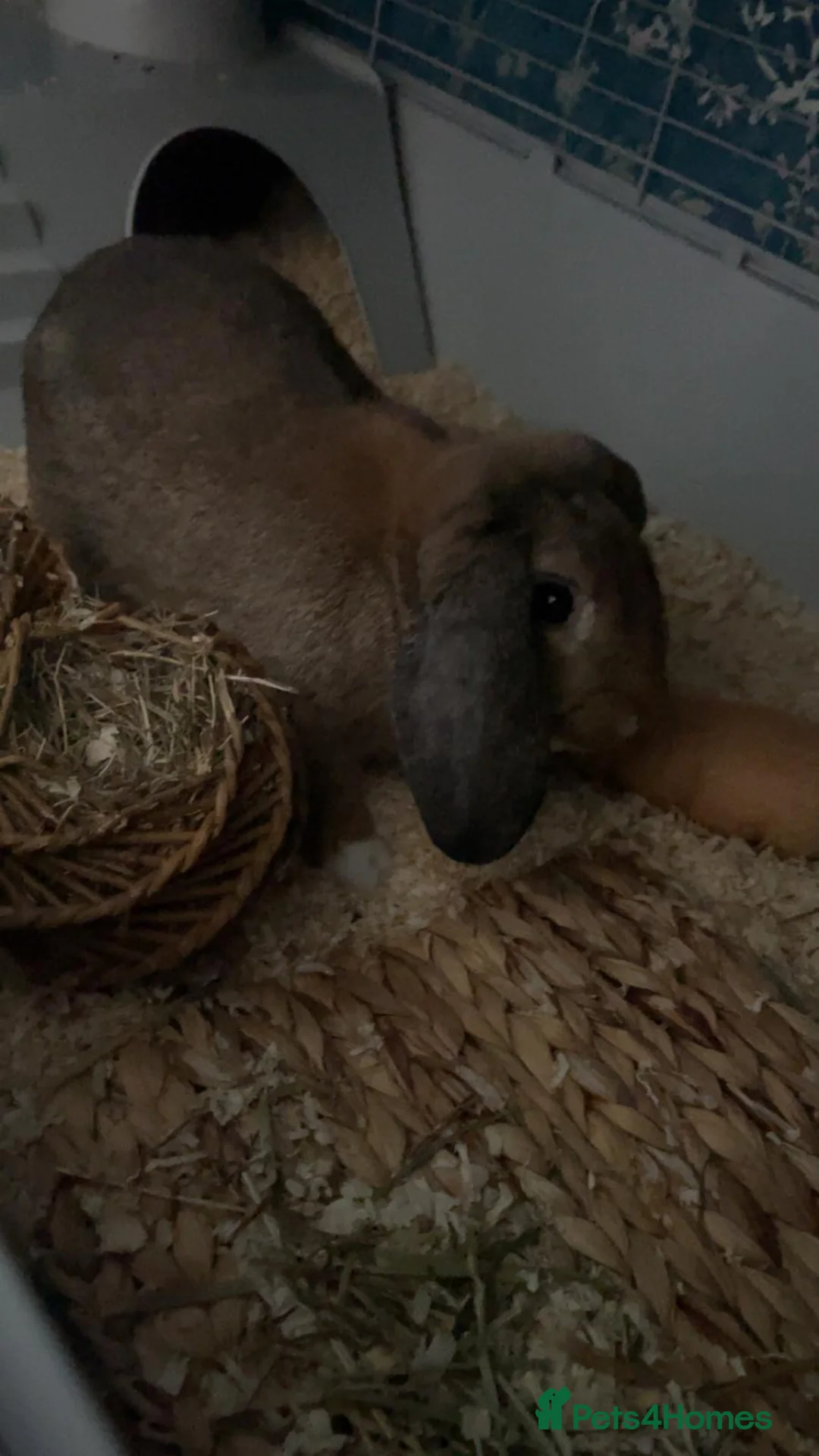 Mini Lop rabbits for sale: Beautiful buck needing loving home  - Advert 4