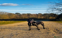 Bandog dogs for sale: BANDOG PUPPIES – SERIOUS QUALITY, SERIOUS PRESENCE - Advert 2