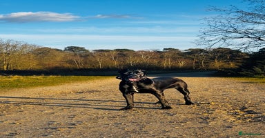 Bandog dogs BANDOG PUPPIES – SERIOUS QUALITY, SERIOUS PRESENCE - Advert 14