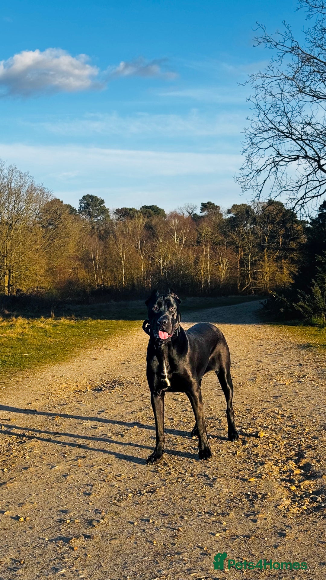 Bandog dogs for sale: BANDOG PUPPIES – SERIOUS QUALITY, SERIOUS PRESENCE - Advert 2