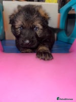 German Shepherd dogs German shepherd puppies - Advert 1