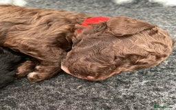 Cockapoo dogs for sale: Stunning F1b cockapoos - Image 8
