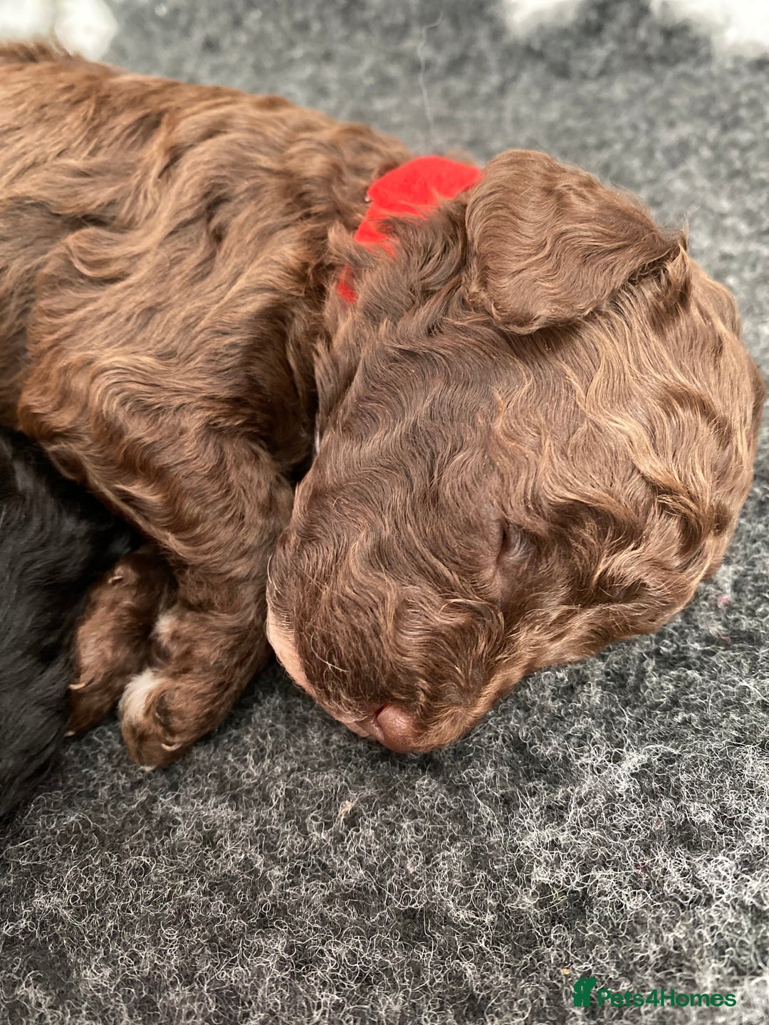 Cockapoo dogs for sale: Stunning F1b cockapoos - Image 8