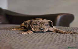 Cane Corso dogs for sale: ULTIMATE CANE CORSO PUPPIES  - Image 1
