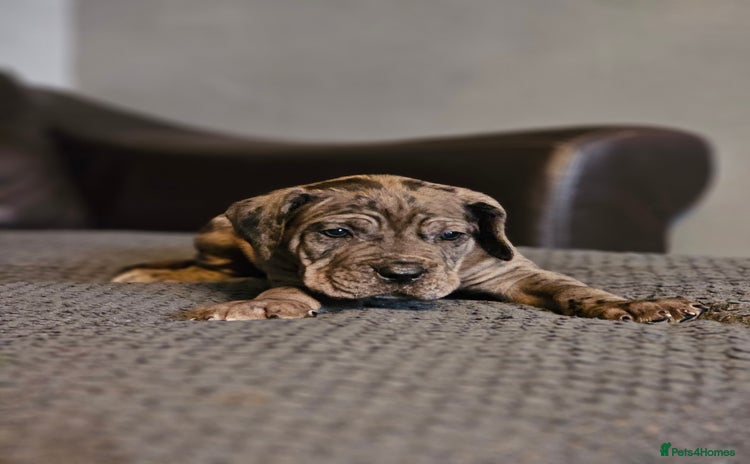 Cane Corso dogs - Advert 11