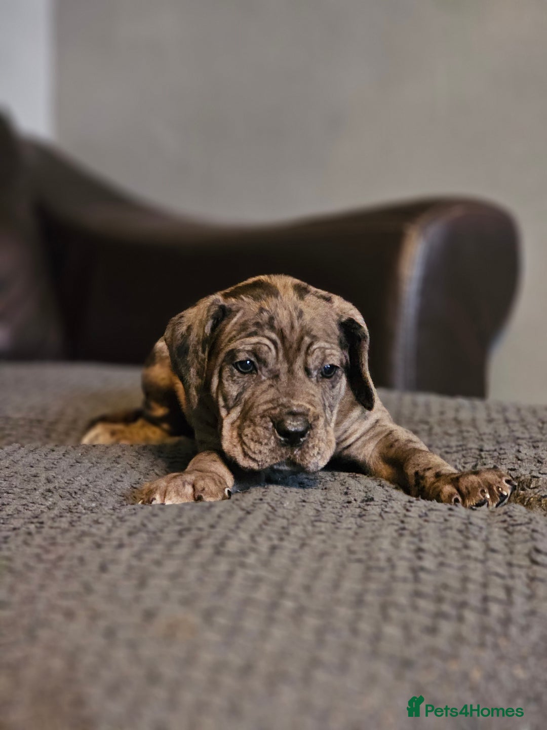 Cane Corso dogs for sale: ULTIMATE CANE CORSO PUPPIES  - Image 1