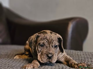 Cane Corso dogs - Advert 3