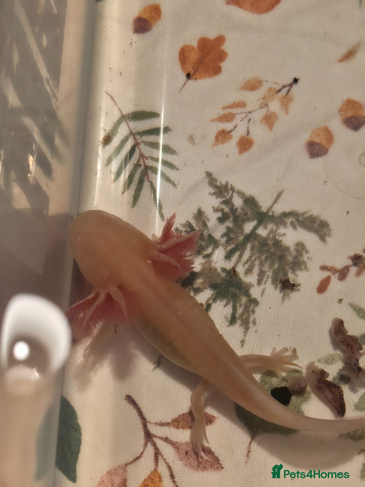 Axolotl reptiles Beautiful het axanthic golden axolotle juvenile - Advert 12