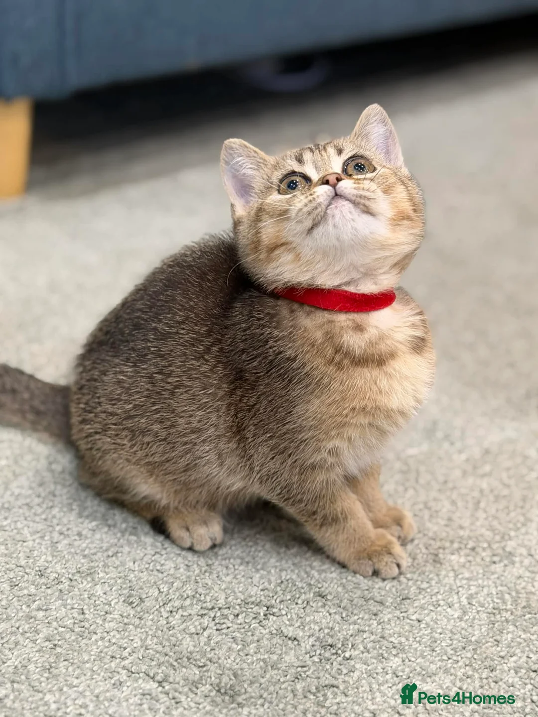 British Shorthair cats for sale: ⭐️1 LEFT Stunning BSH kittens GCCF registered ⭐️ - Advert 6