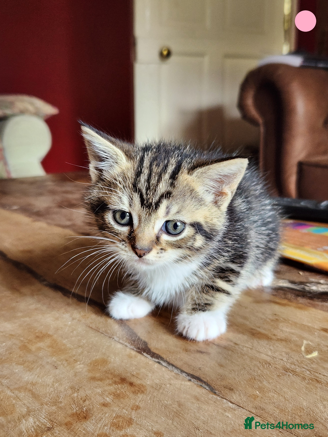 Mixed Breed cats for sale: Maine Coon/Norwegian Forest/British Shorthair X - Image 6