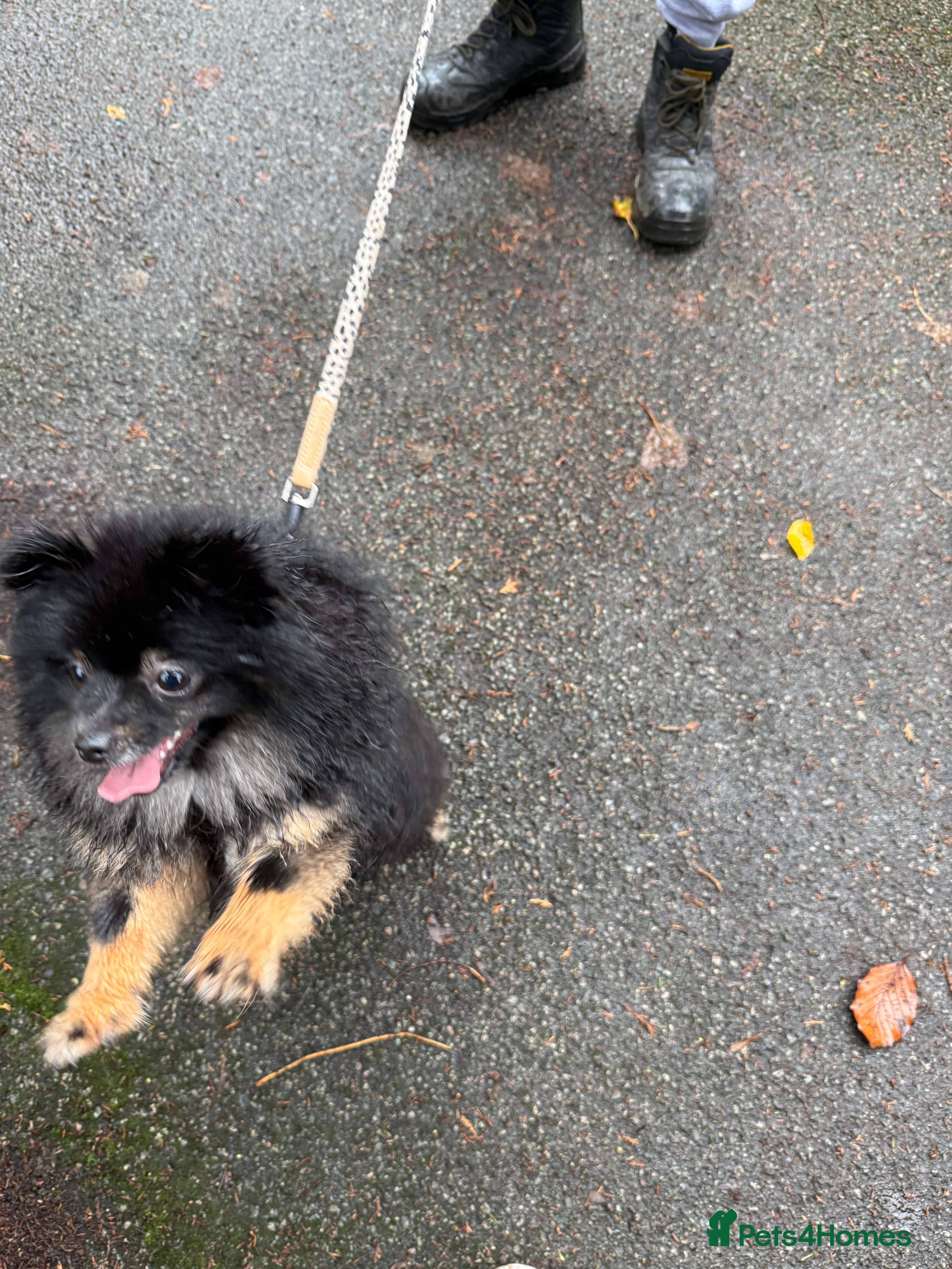 Pomeranian dogs Roxy the Pomeranian - Advert 1