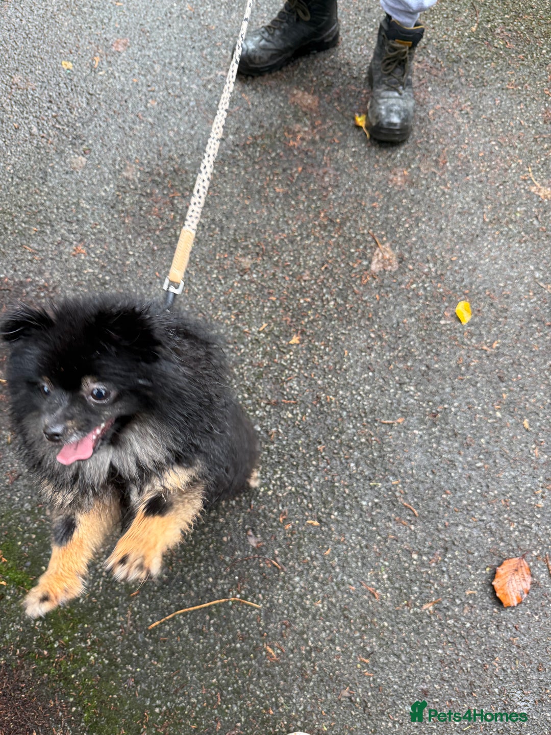 Pomeranian dogs for sale: Roxy the Pomeranian - Advert 1