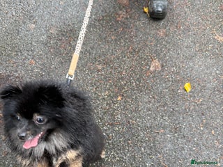 Pomeranian dogs Roxy the Pomeranian - Advert 1