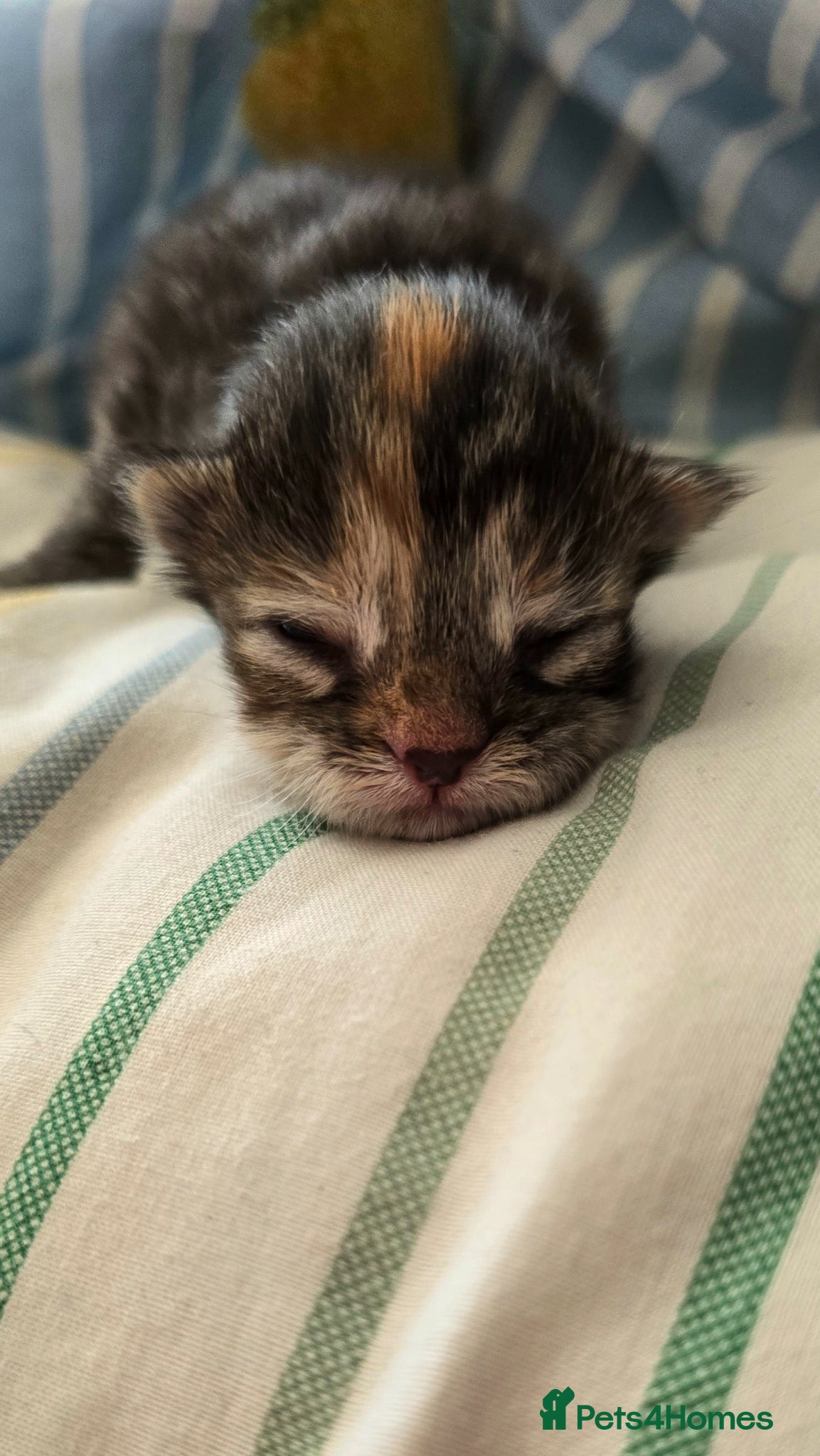Maine Coon cats Kittens now born  - Advert 2