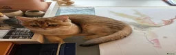 Scottish Fold cats for sale: Beautiful Gold Girl Looking for a New Home - Advert 3