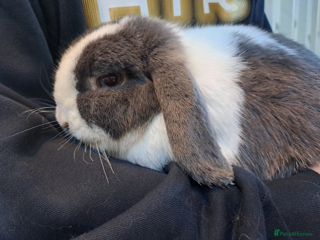 Mini Lop rabbits for sale: Male (Neutered) & Female Mini Lops (Very friendly) - Advert 8