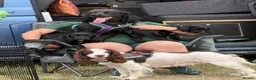 Cocker Spaniel dogs for sale: Adorable Female Tuxedo Cocker Spaniel  - Advert 6