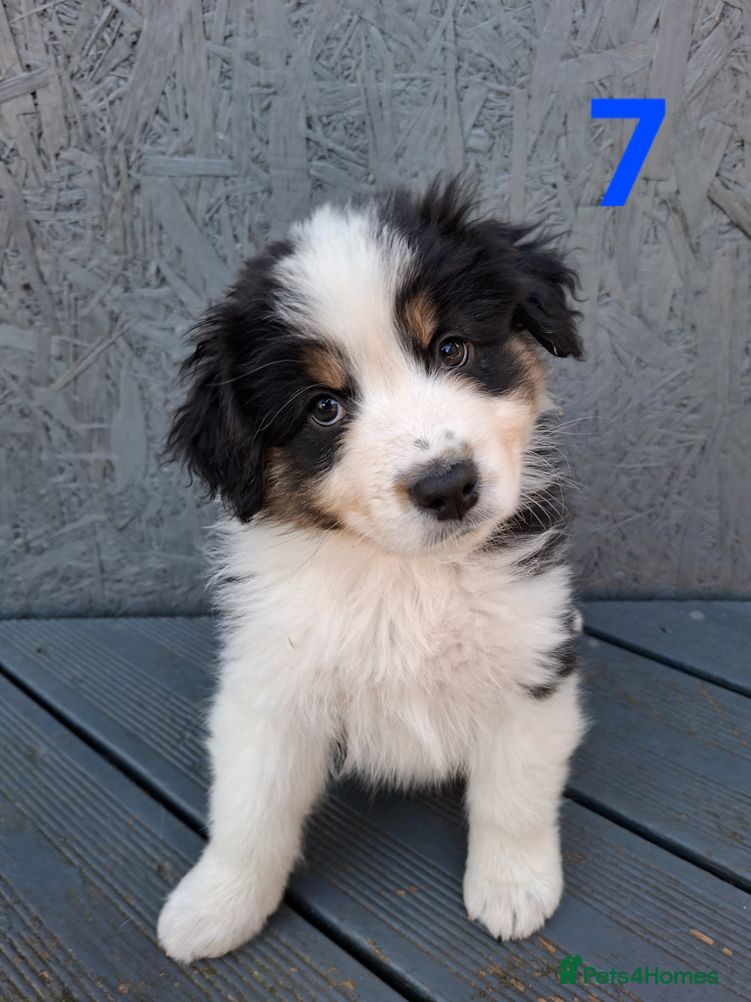 Australian Shepherd dogs ​🐾 Beautiful Australian Shepherd Puppies 🐾 - Advert 1