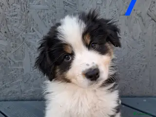 Australian Shepherd dogs 🐾 Beautiful Australian Shepherd Puppies 🐾 - Advert 3