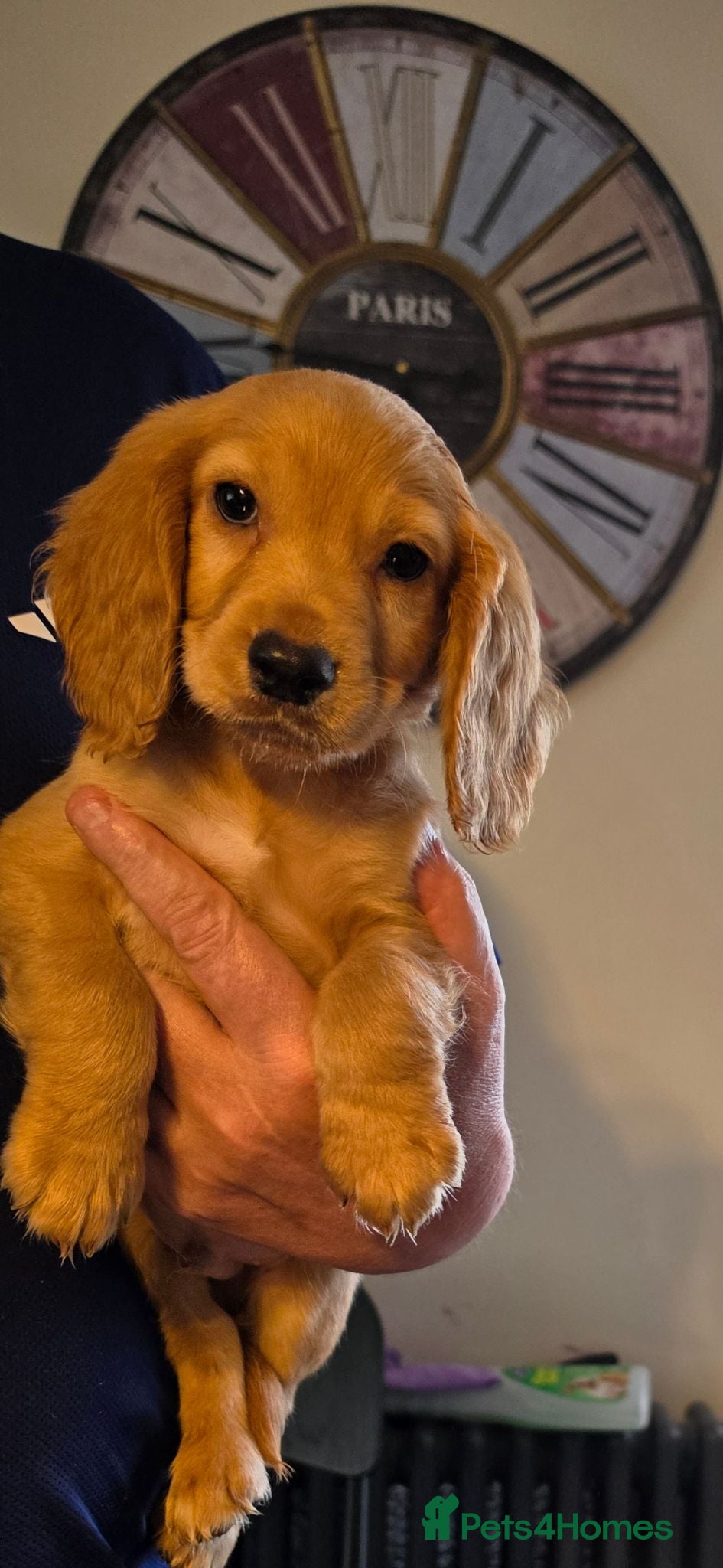 Cocker Spaniel dogs Cockerspaniel pups ready now for collection  - Advert 9