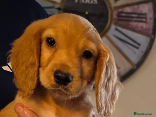Cocker Spaniel dogs Cockerspaniel pups ready now for collection - Advert 9