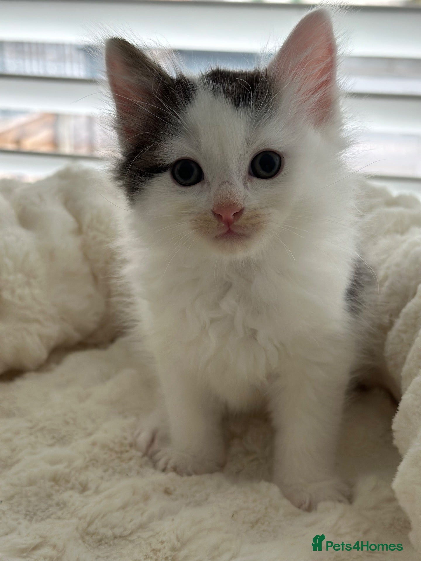 Ragdoll cats for sale: LAST BOY Lynx ragdoll x tabby kitten  - Advert 23