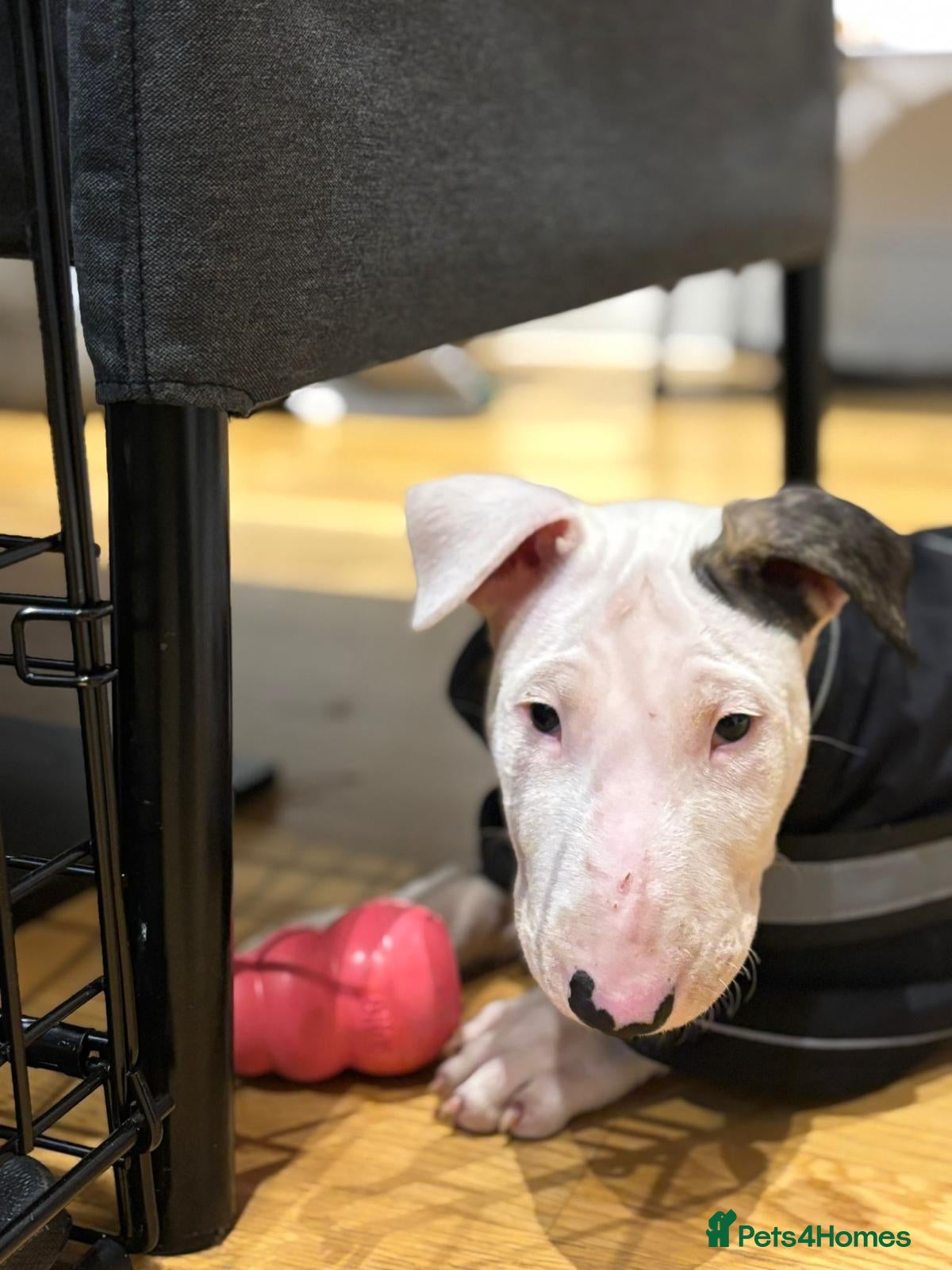 English Bull Terrier dogs Top Pedigree KC English Bull Terrier - Advert 2