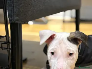 English Bull Terrier dogs Top Pedigree KC English Bull Terrier - Advert 14