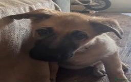 Mixed Breed dogs for sale: Beautiful Inca & handsome Nanuq PUPDATE x5 - Image 31