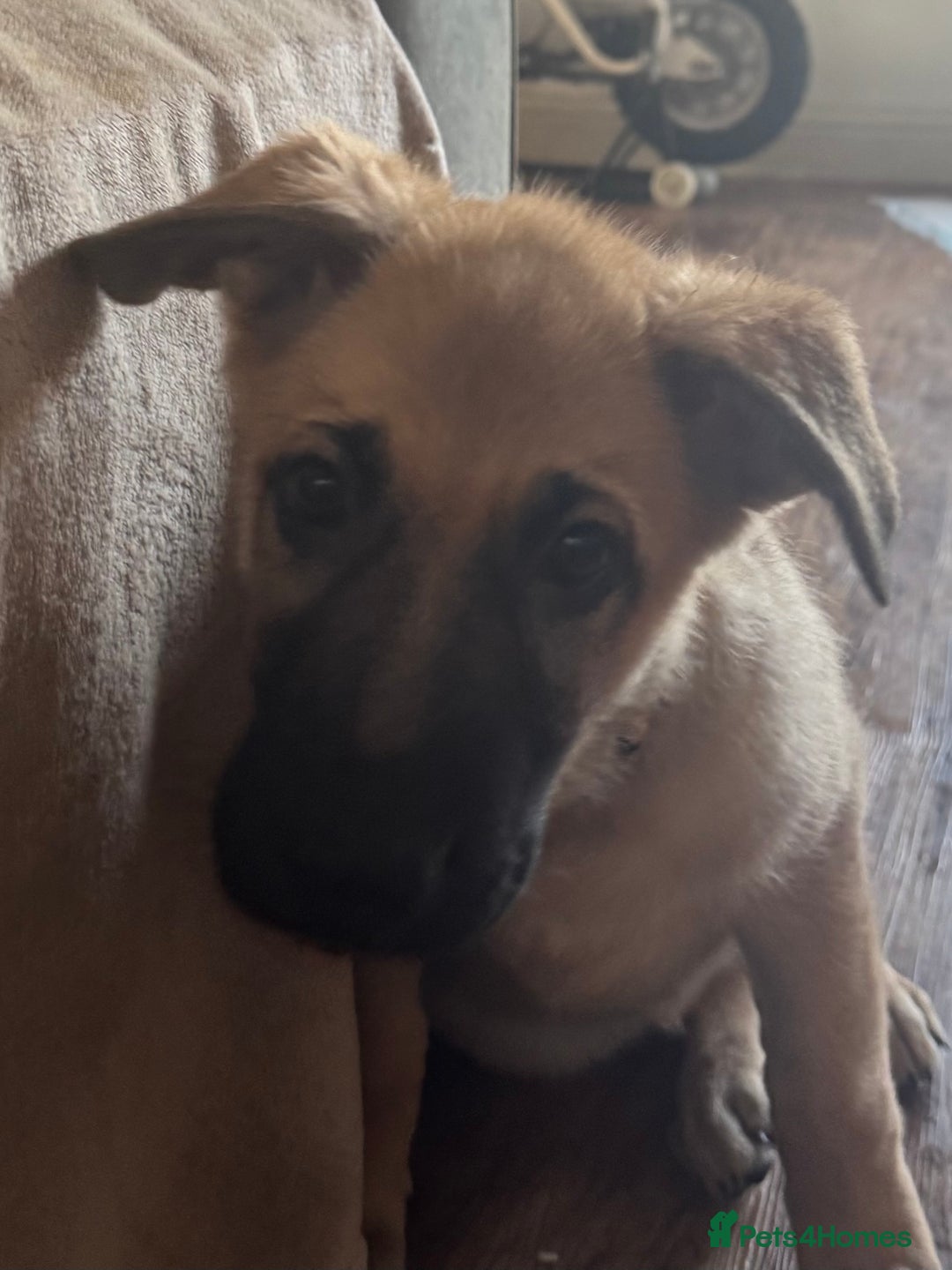 Mixed Breed dogs for sale: Beautiful Inca & handsome Nanuq PUPDATE x5 - Image 31