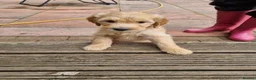 Goldendoodle dogs for sale: READY NOW Last Remaining F2b Goldendoodle puppies  - Advert 15