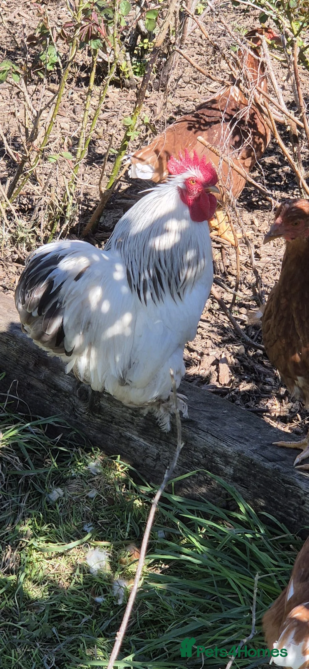 Chickens poultry for sale: Colombian pekin bantam  - Advert 4