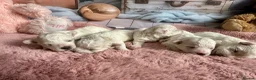 Bichon Frise dogs for sale: Pure Pedigree Champion Bloodline Bichon Frise 🐾 - Advert 3