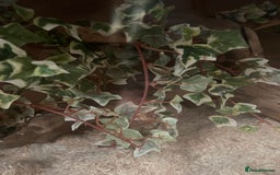 Corn Snake reptiles for sale: Male and female corn snakes - Image 10