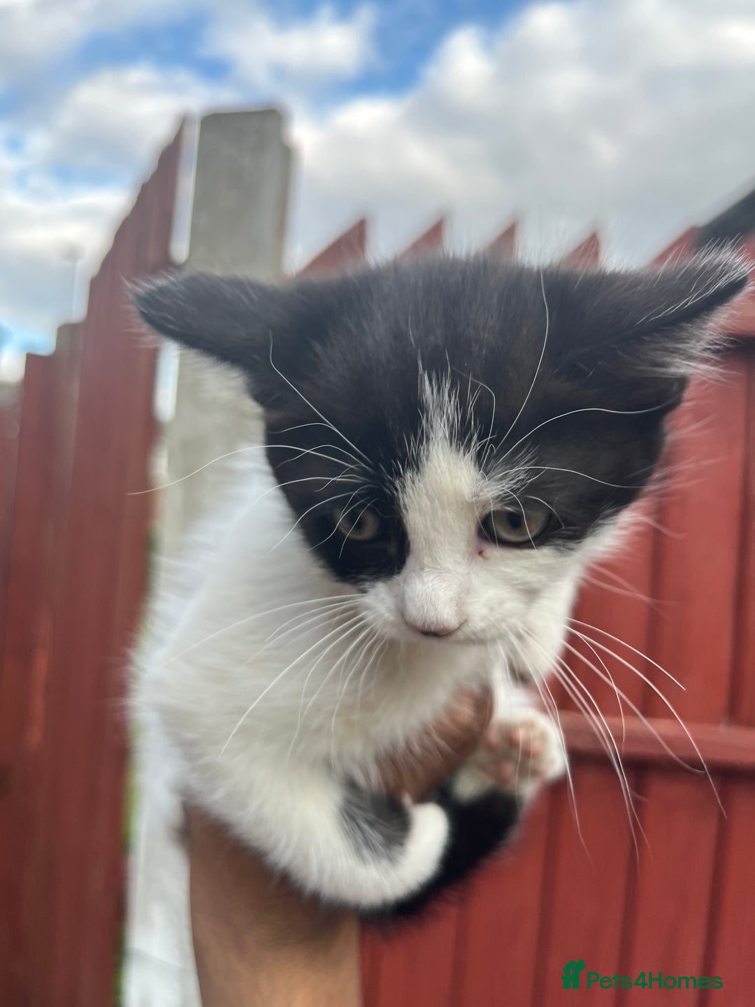Mixed Breed cats for sale: KITTENS 🌈🐱 - Image 6