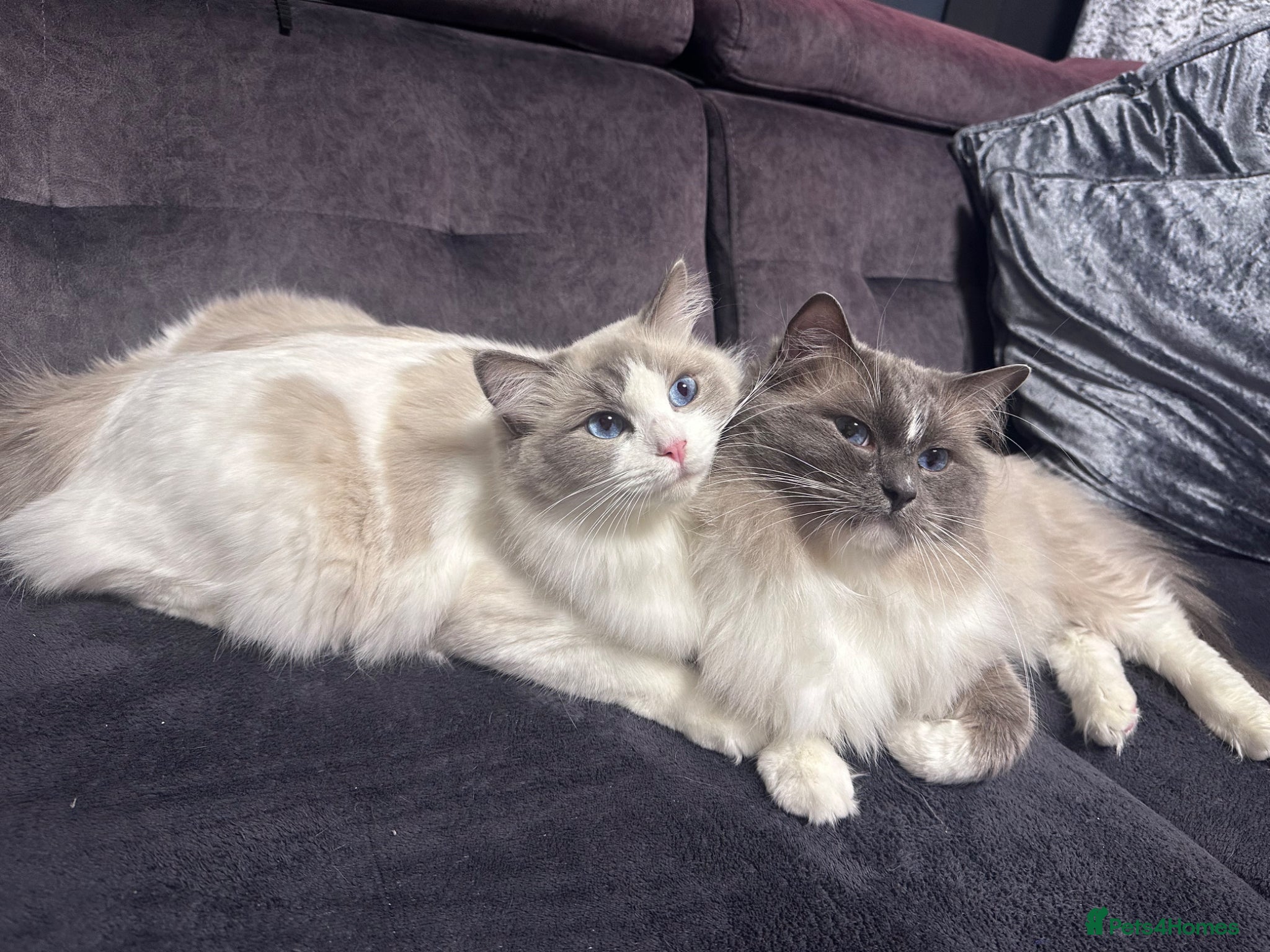 Ragdoll cats for sale: Beautiful Purebred Ragdoll Kittens - Advert 8
