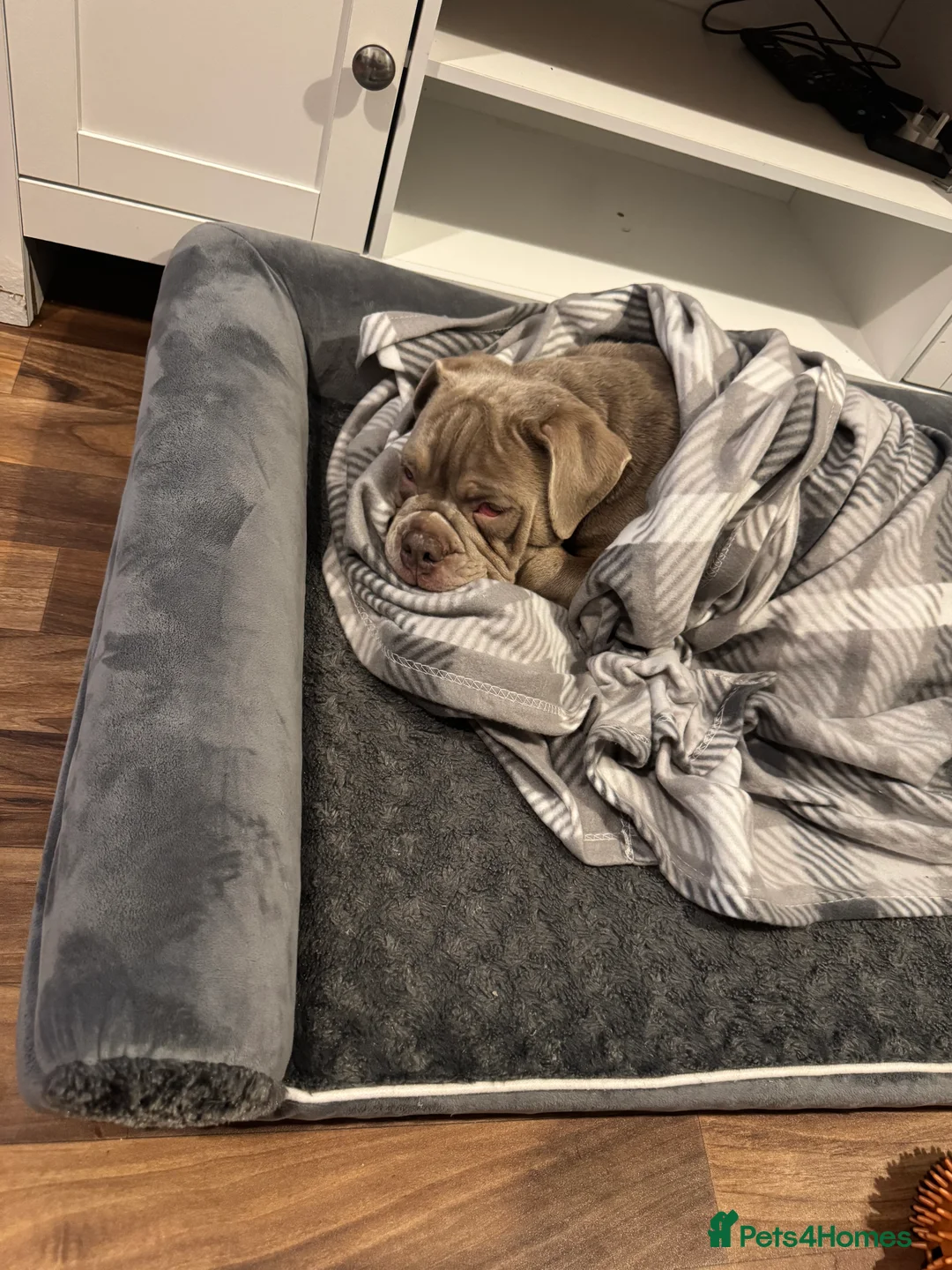 Olde English Bulldogge dogs for sale: Olde English bulldog 17weeks old - Advert 2