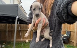 Whippet dogs for sale: OUTSTANDING PRESTIGIOUS LAGUNA BLUE WHIPPETS! KC - Image 31