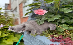 British Shorthair cats for sale: British Shorthair Male — experience needed! - Advert 7