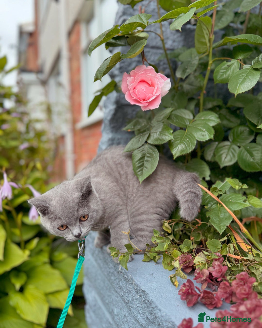 British Shorthair cats for sale: British Shorthair Male — experience needed! - Advert 7