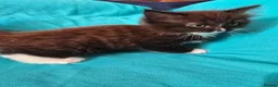 Mixed Breed cats for sale: Adorable Ragdoll Mix Kittens  - Advert 6