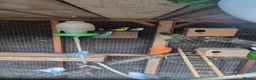 Mixed Breed birds for sale: Birds  - Advert 8