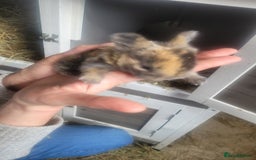 English Lop rabbits for sale: Rabbits  - Image 2