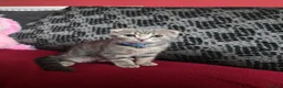 Scottish Fold cats for sale: Cookie- grey tabby Scottish fold - Advert 5