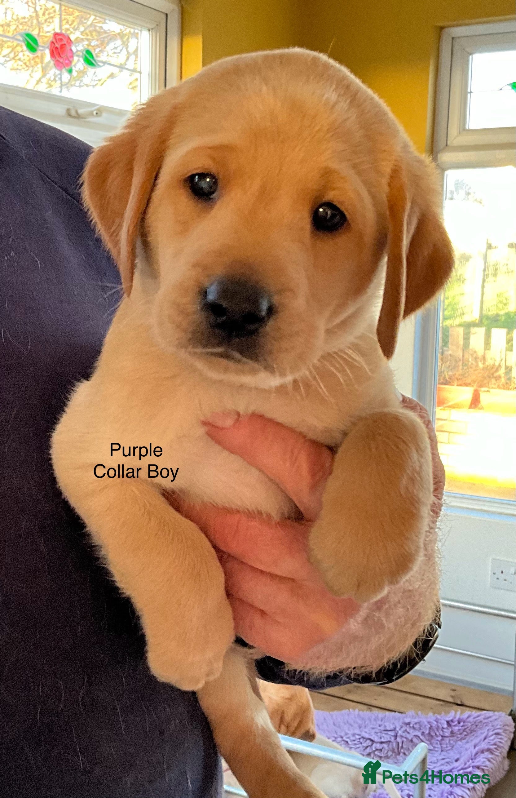 Labrador Retriever dogs Gorgeous Litter of Labrador Puppies - Advert 4